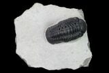Nice, Austerops Trilobite - Visible Eye Facets #165899-1
